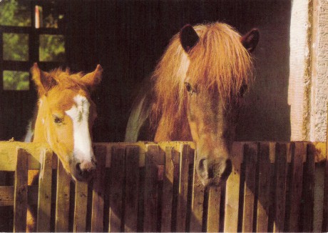 205. Malý kůň.jpg